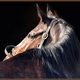 Illustration for article titled The Greatest Racehorse You're Not Celebrating